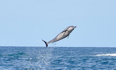 Dolphin & Whales Encounter - Sharing - Adult