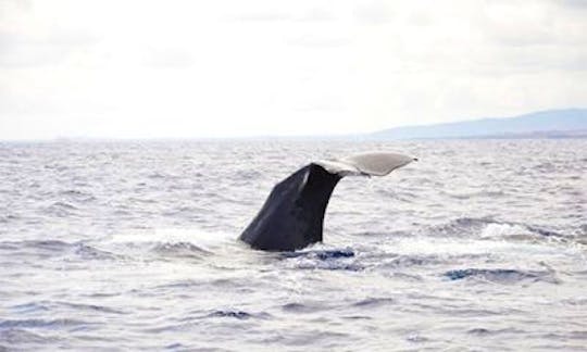 Whales Encounter -Sharing - Adult