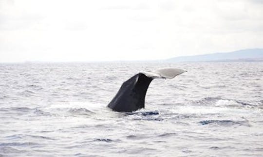 Whales Encounter -Sharing - Adult