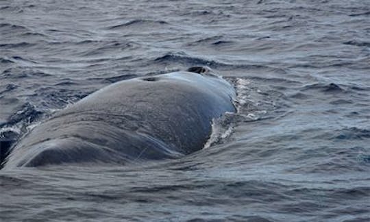 Whales Encounter -Sharing - Adult