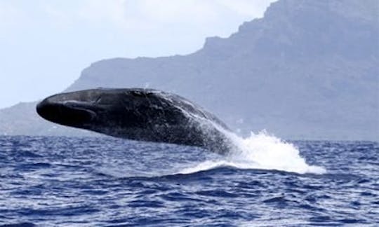 Encuentro con delfines y ballenas y almuerzo a bordo de un barco exclusivo