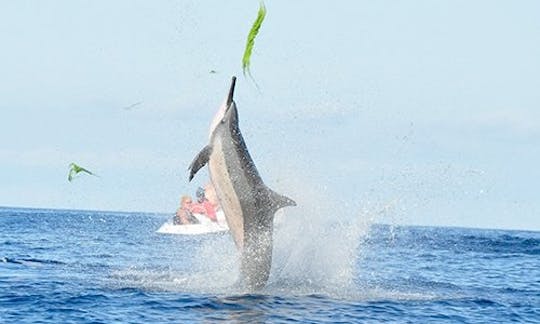 Encuentro con delfines y ballenas y almuerzo a bordo de un barco exclusivo