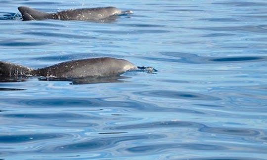 Dolphins + Whales Encounter + Lunch on Board Exclusive Boat