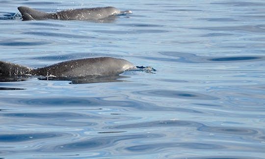 Encuentro con delfines y ballenas y almuerzo a bordo de un barco exclusivo