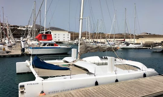 100% Electric Whale Watching Catamaran (private experience)