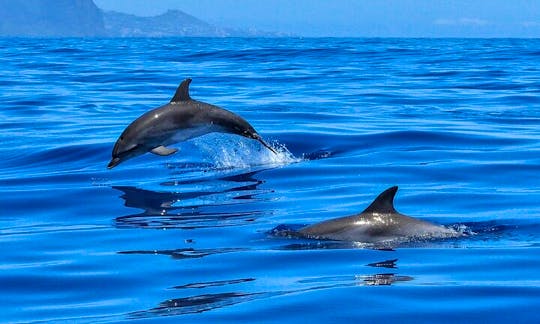 A pod of bottlenose dolphin, Tursiops aduncus, frequents Bahia San Francisco along the coastline of San Carlos. Here they are easily observed hunting