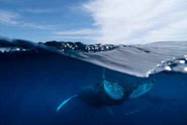 Pelagic Safari San José del Cabo