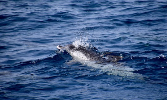 100% Electric Whale & Dolphin Watching Catamaran (Shared Group Experience)