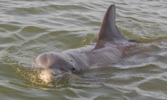 Croisière privée de 2 heures au coucher du soleil et avec les dauphins à Hilton Head avec le Key West 239 DFS 2021
