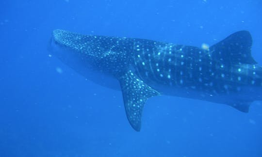 whale shark