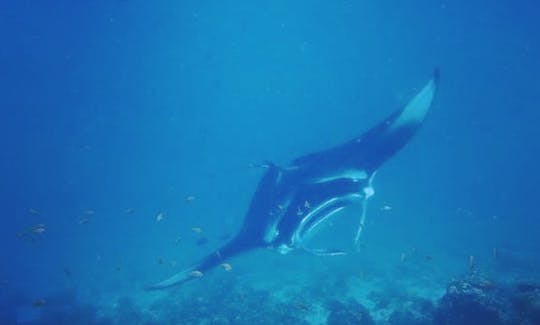 Scuba Diving in Vaavu Atoll, Maldives