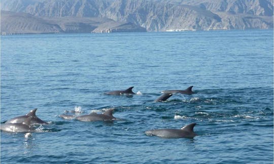 Fishing Trip Musandam Khasab