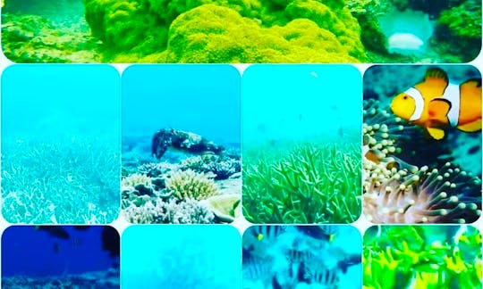 Green Coral
-Green Coral + Turtle Trip +mini maldives
-3 spot
RM500