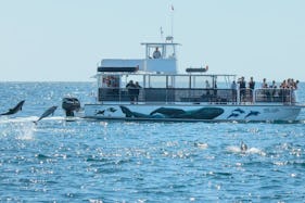 Whale and Dolphin Watching Catamaran in Dana Point!