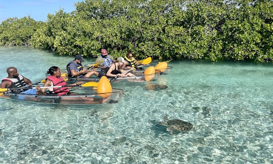 Tours y alquileres guiados de kayak/tablas de remo en Clear