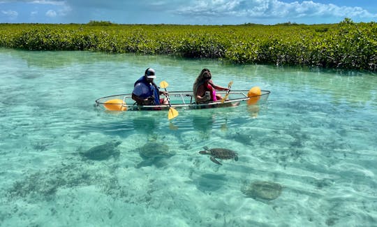 Guided Clear Kayak /Paddle Board Tours and Rentals
