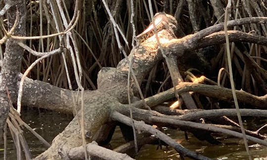 Mangrove Adventure in Bentota