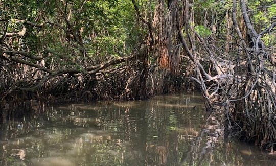 Mangrove Adventure in Bentota