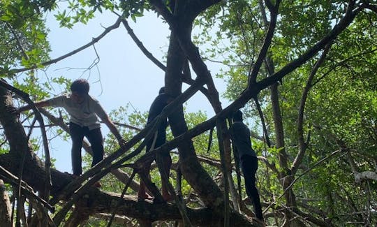 Mangrove Adventure in Bentota