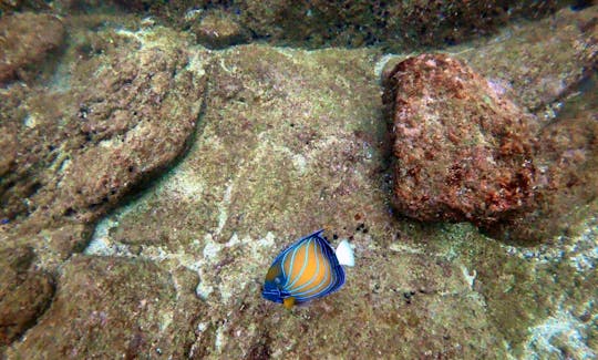 Scuba Diving in Unawatuna