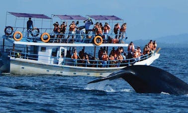 Emocionante aventura de observación de ballenas de 4 horas en Mirissa, Sri Lanka