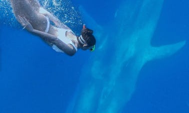 Plongée en apnée avec les baleines à Mirissa, Sri Lanka