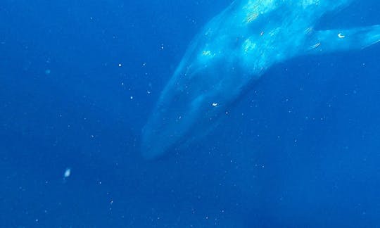 スリランカのミリッサでクジラとシュノーケリング