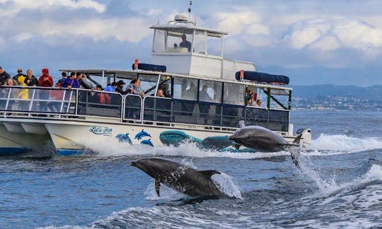 Whale and Dolphin Watching Catamaran in Dana Point!