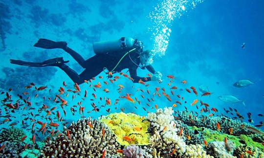 Scuba Diving in Mirissa, Sri Lanka