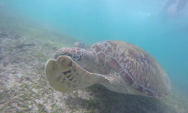 Plongée en apnée avec des tortues à Mirissa, Sri Lanka