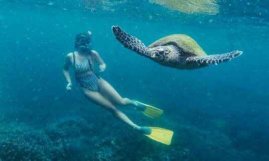 Snorkeling with Turtles in Mirissa, Sri Lanka