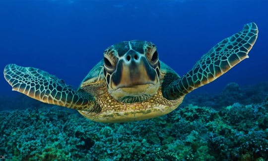 Mergulho com golfinhos e tartarugas em Mirissa, Sri Lanka