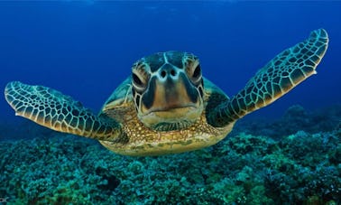 Mergulho com golfinhos e tartarugas em Mirissa, Sri Lanka