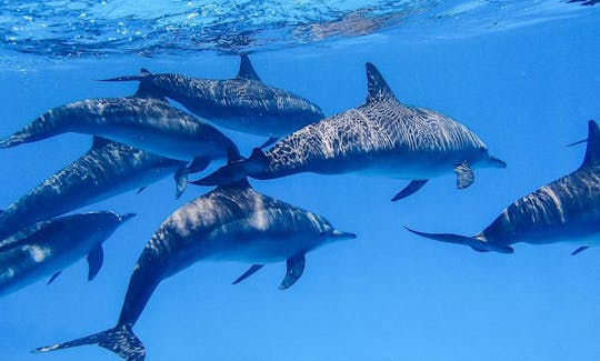 Mergulho com golfinhos e tartarugas em Mirissa, Sri Lanka