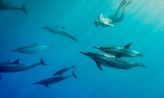 Mergulho com golfinhos e tartarugas em Mirissa, Sri Lanka