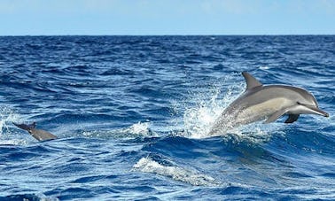 スリランカのカルピティヤでのイルカウォッチング