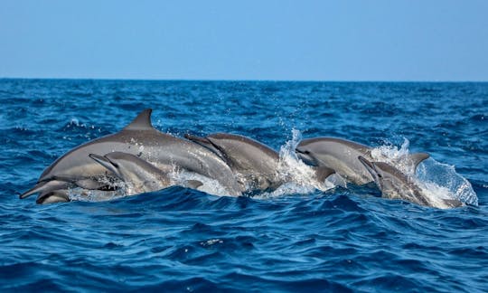 Observation de dauphins à Kalpitiya, Sri Lanka