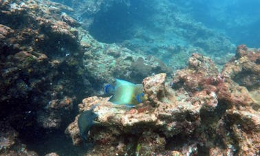 Buceo en Hikkaduwa, Sri Lanka