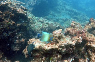Scuba Diving in Hikkaduwa, Sri Lanka
