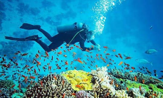 Scuba Diving in Bentota, Sri Lanka