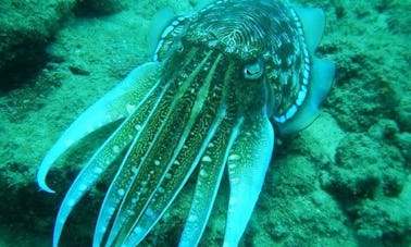 Mergulho noturno em Negombo, Sri Lanka