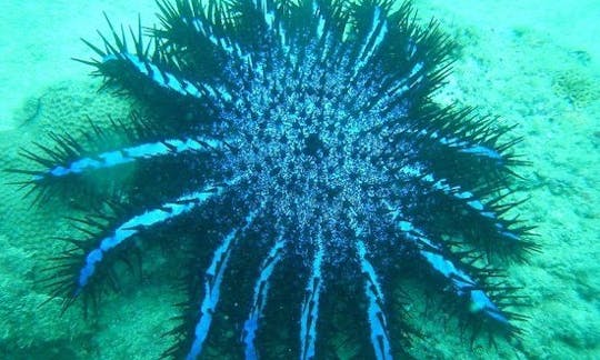 Snorkeling  in Negombo, Sri Lanka