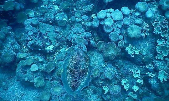 Snorkeling  in Negombo, Sri Lanka