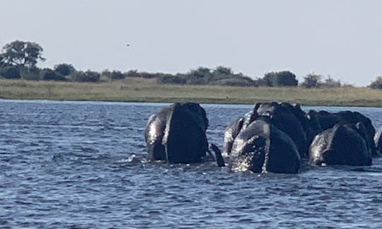 Boat Tours in Chobe National Park