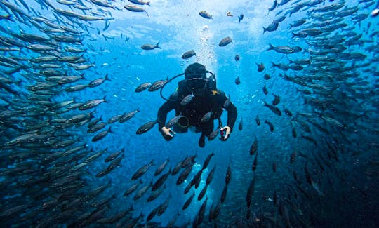Daily Diving Trips In Galapagos Islands