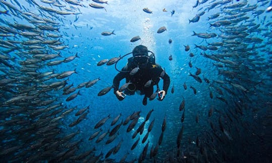 Daily Diving Trips In Galapagos Islands