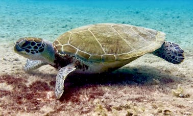 Practique snorkel en Bonaire desde la costa 