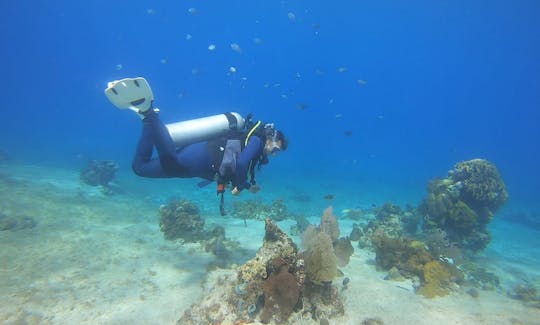 Inmersiones guiadas en tierra en Bonaire