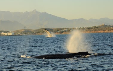 Observação de baleias em San José del Cabo