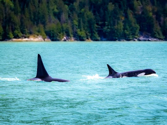 Private Charter with Crew | Sail the Legendary Wind of Howe Sound | Squamish, BC